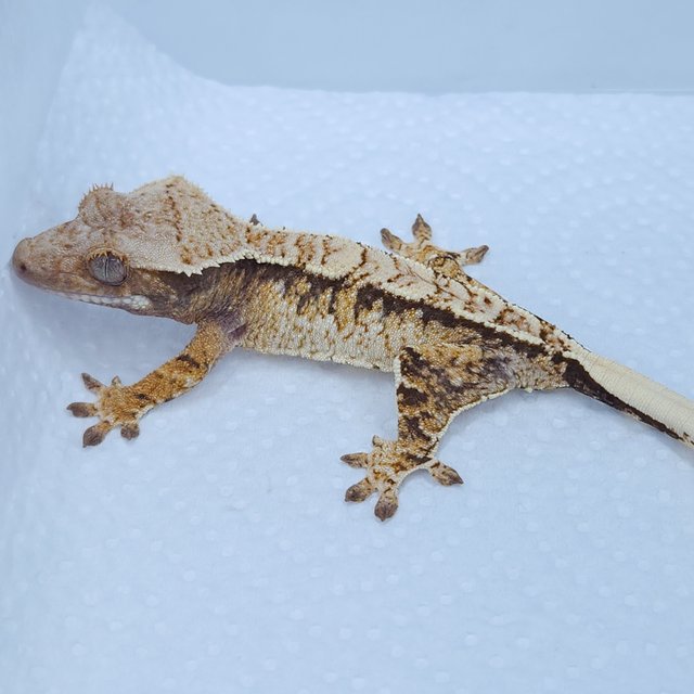 노멀 화이트스팟 트라이