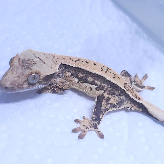 노멀 쿼드 트라이