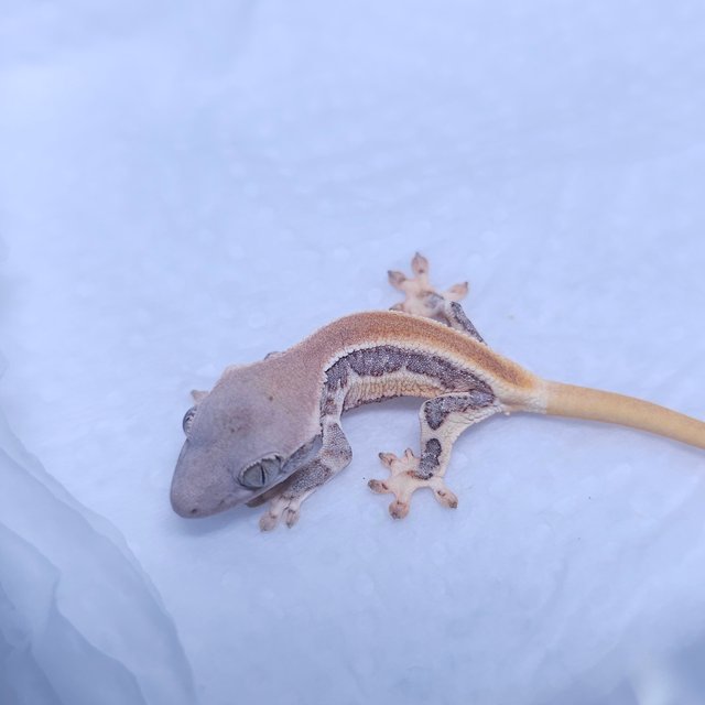 솔리드백 릴리화이트