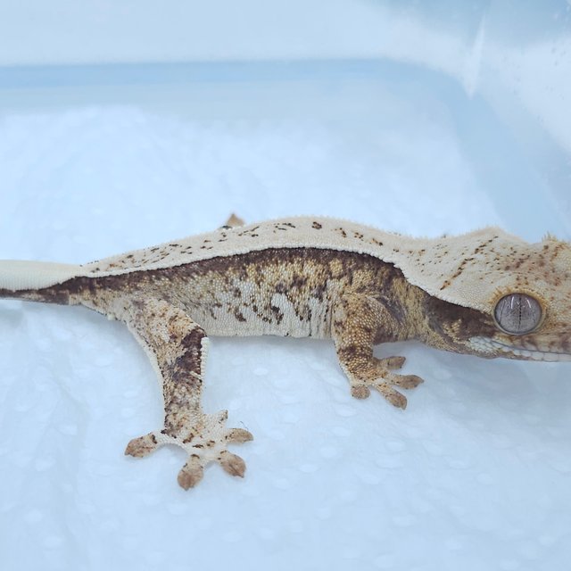 노멀 풀핀 쿼드 화이트스팟 트라이