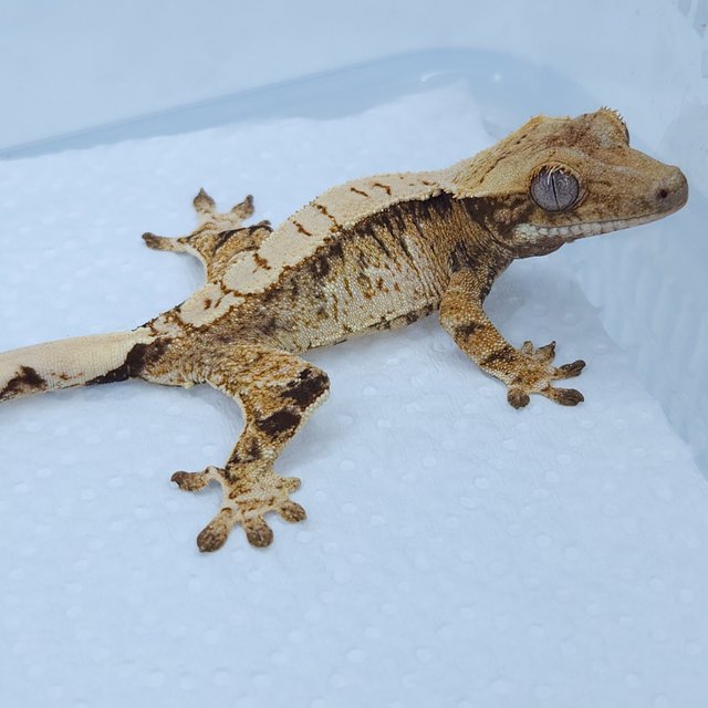 노멀 솔리드백 쿼드 드리피 트라이