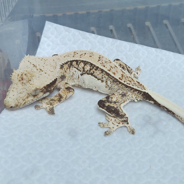 노멀 드리피 풀핀 쿼드 트라이