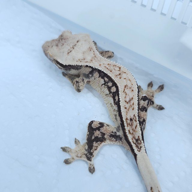 노멀 풀핀 쿼드