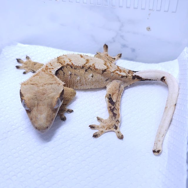 텐저린 트라이 익스트림할리퀸