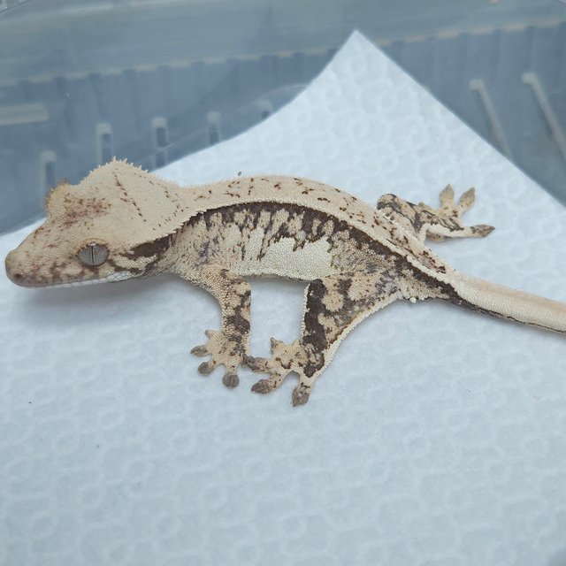 노멀 드리피 풀핀 쿼드 트라이