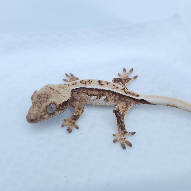 노멀 쿼드 트라이