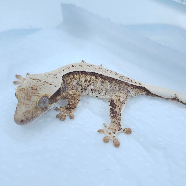 노멀 풀핀 쿼드 화이트스팟 트라이