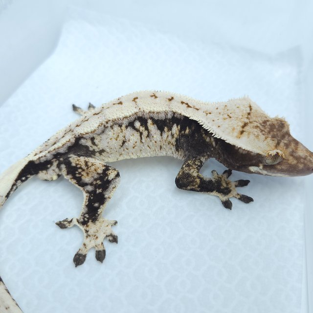 노멀 화이트스팟 트라이