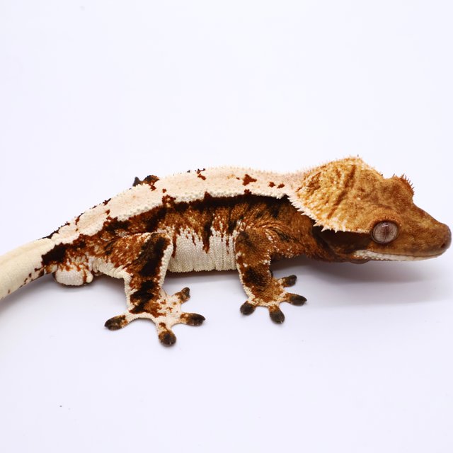 노멀 텐저린 풀핀 쿼드 트라이