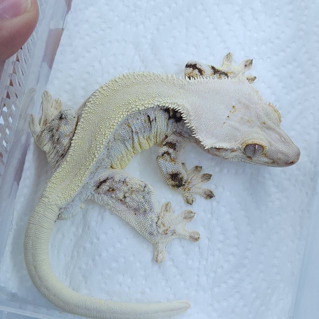 솔리드백 릴리화이트