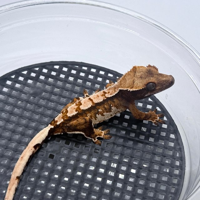 노멀 텐저린 트라이