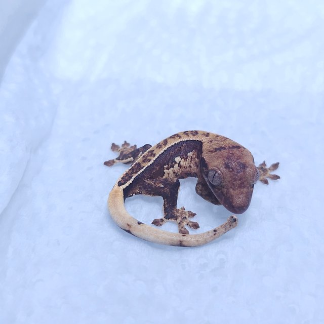 풀핀 쿼드 트라이