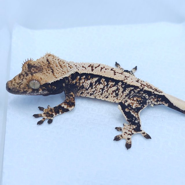 노멀 화이트스팟 트라이