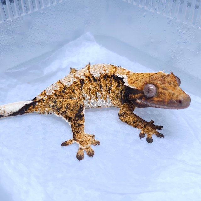 노멀 텐저린 트라이