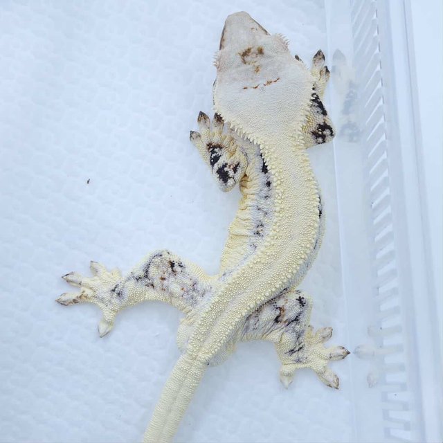 솔리드백 릴리화이트