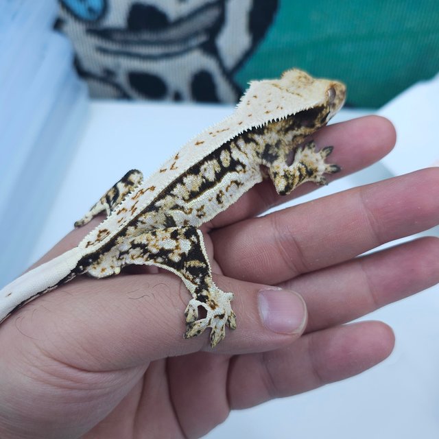 노멀 풀핀 쿼드 화이트스팟 트라이