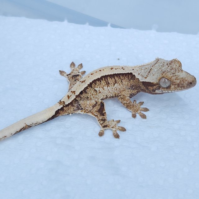 노멀 쿼드 트라이