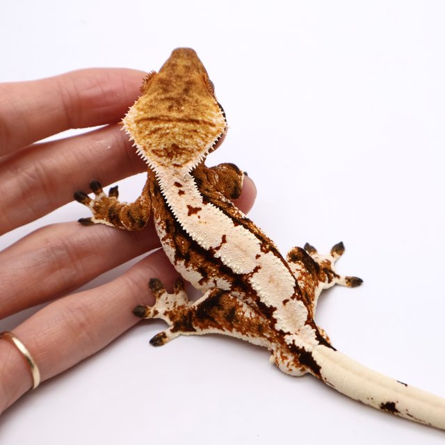 노멀 텐저린 풀핀 쿼드 트라이