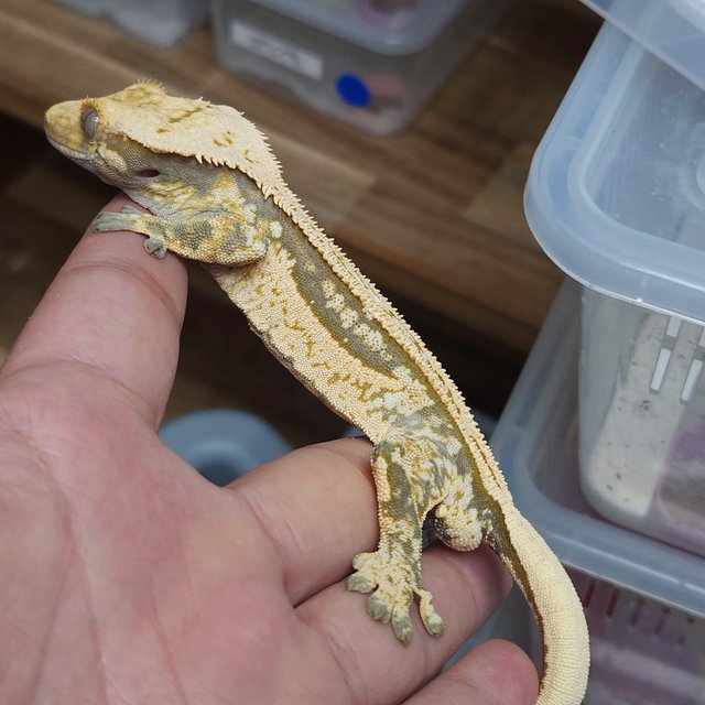 노멀 풀핀 쿼드