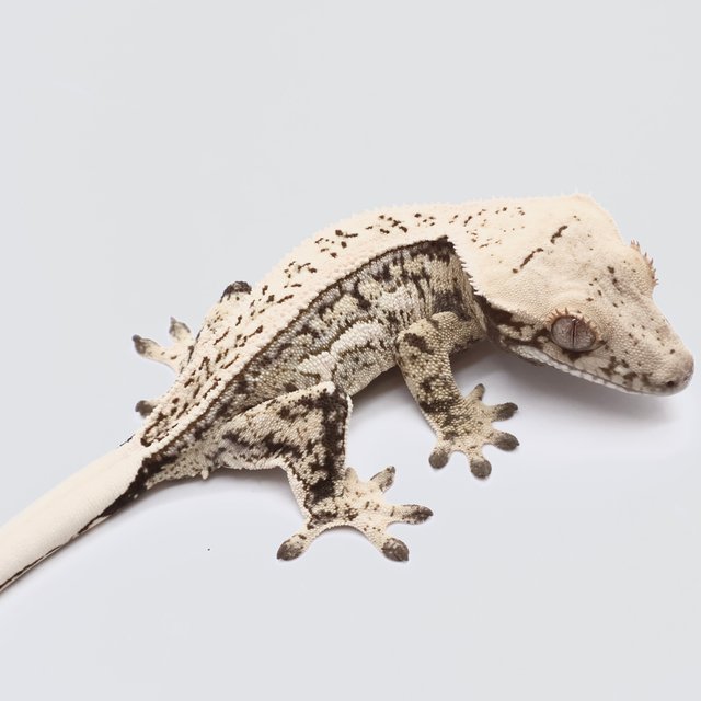 노멀 드리피 풀핀 쿼드 트라이