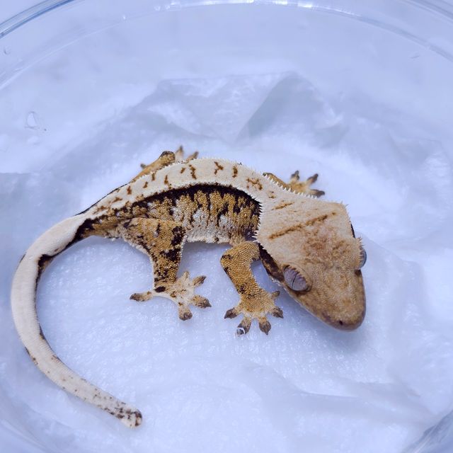 트라이 텐저린 바브