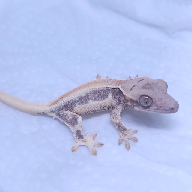 솔리드백 릴리화이트