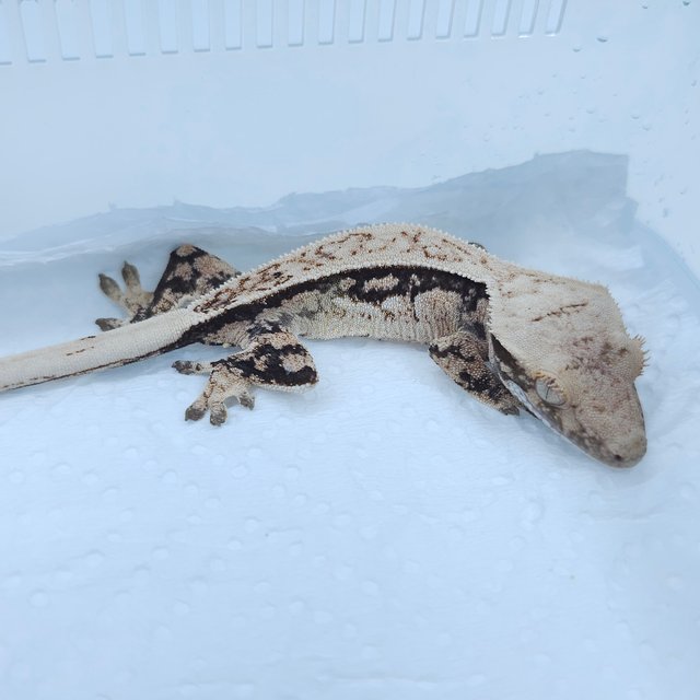 노멀 풀핀 쿼드