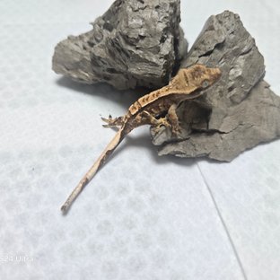 노멀