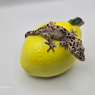 키위