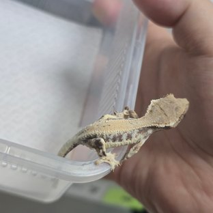 프라푸치노