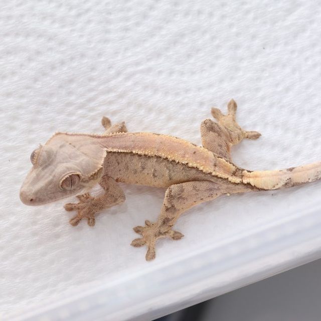 세이블