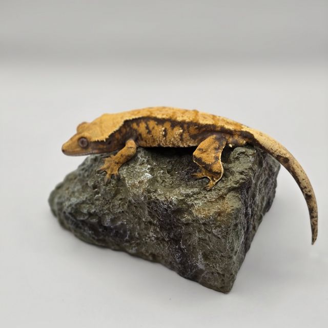 바브 트라이 익스트림할리퀸 할리퀸 텐저린