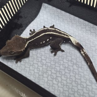 아잔틱