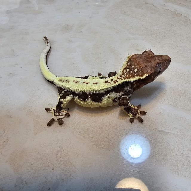 프라푸치노