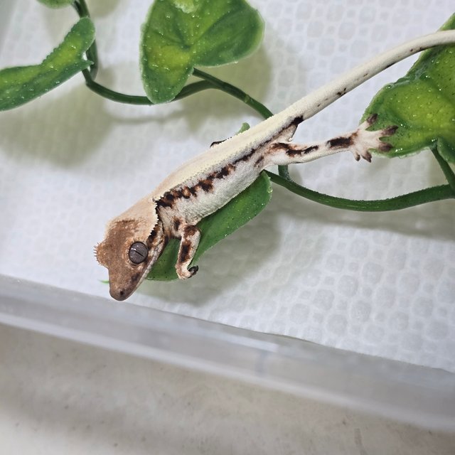 릴리 세이블 솔리드백