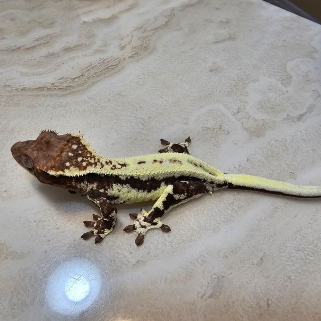 프라푸치노