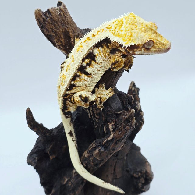 트라이 익스트림할리퀸 노멀