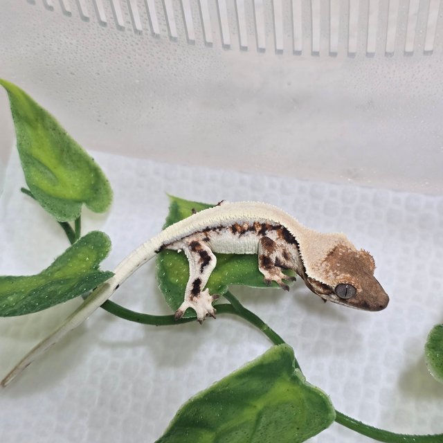 릴리 세이블 솔리드백