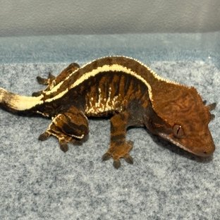 핀스트라이프 카푸치노