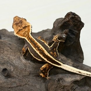 슈퍼스트라이프 풀핀 엠티백