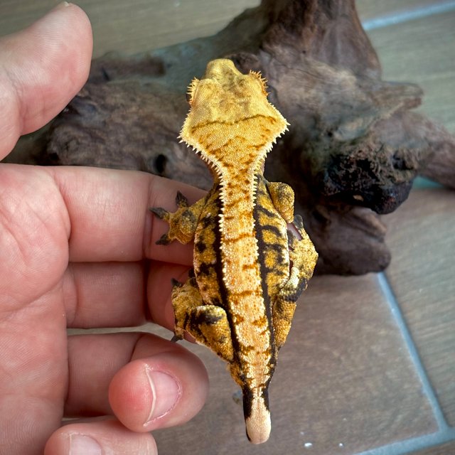 텐저린 트라이 익스트림할리퀸