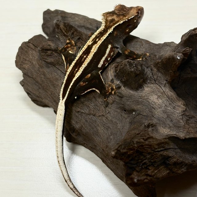 풀핀 슈퍼스트라이프 엠티백