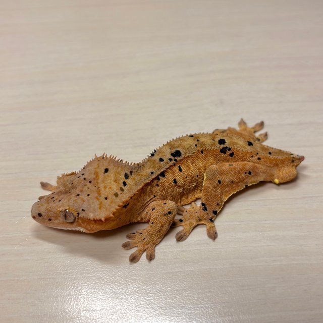 슈퍼달마시안 옐로우