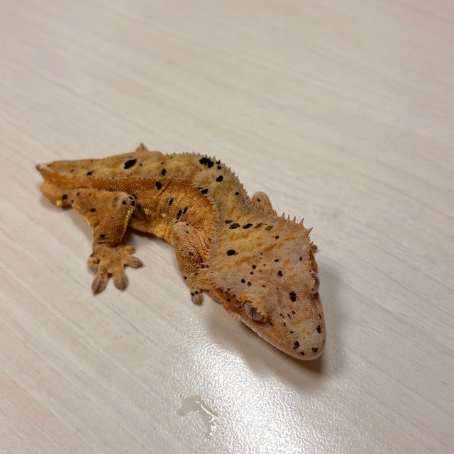 슈퍼달마시안 옐로우