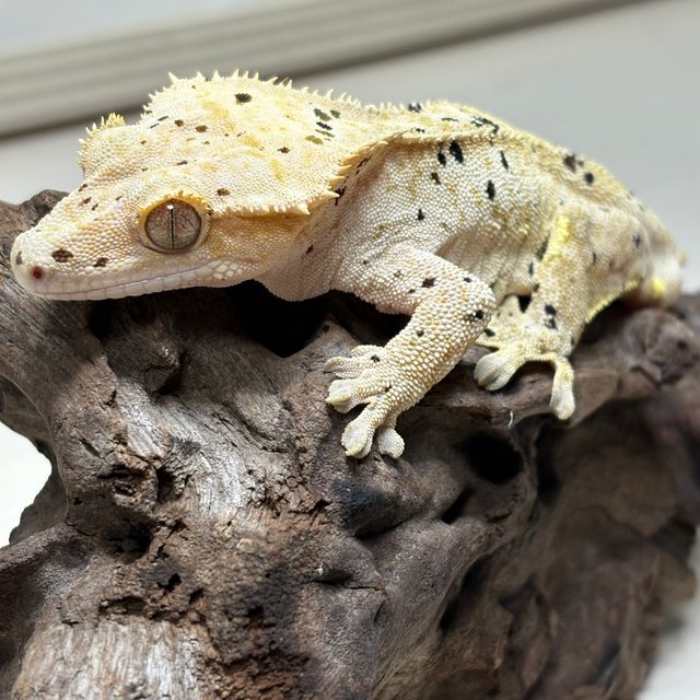 슈퍼달마시안 옐로우