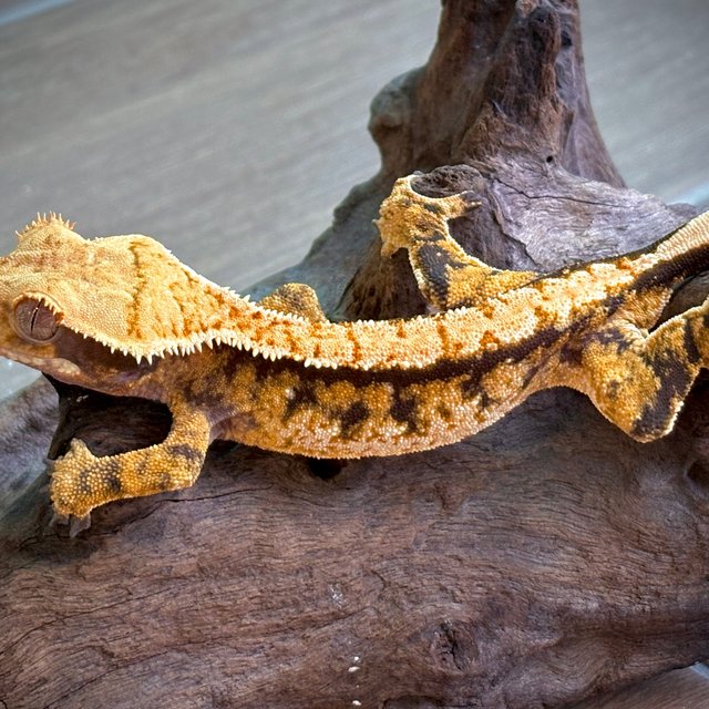 텐저린 트라이 익스트림할리퀸