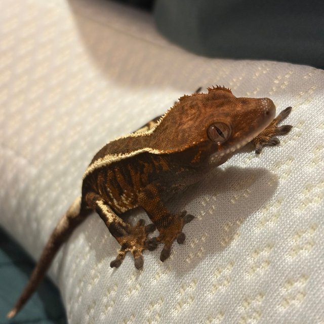 핀스트라이프 카푸치노