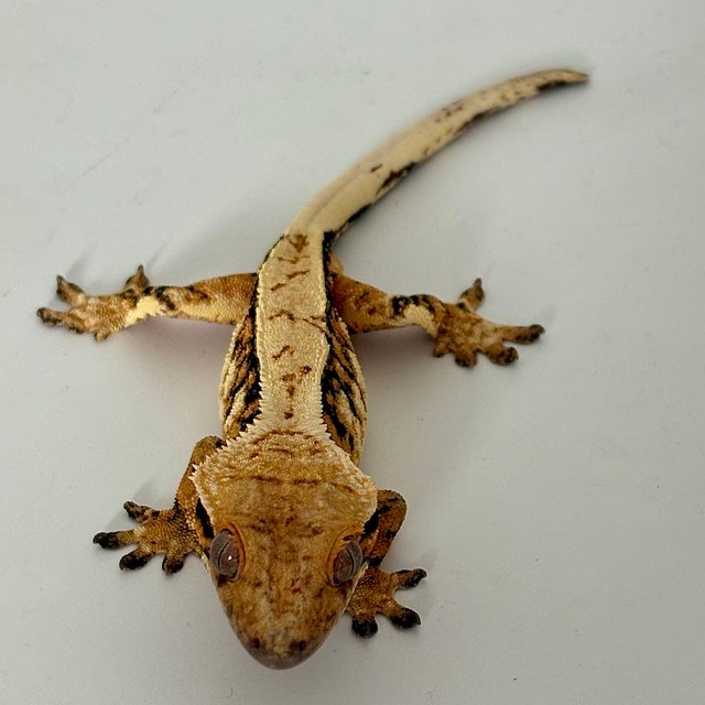 트라이 익스트림할리퀸 에밀리