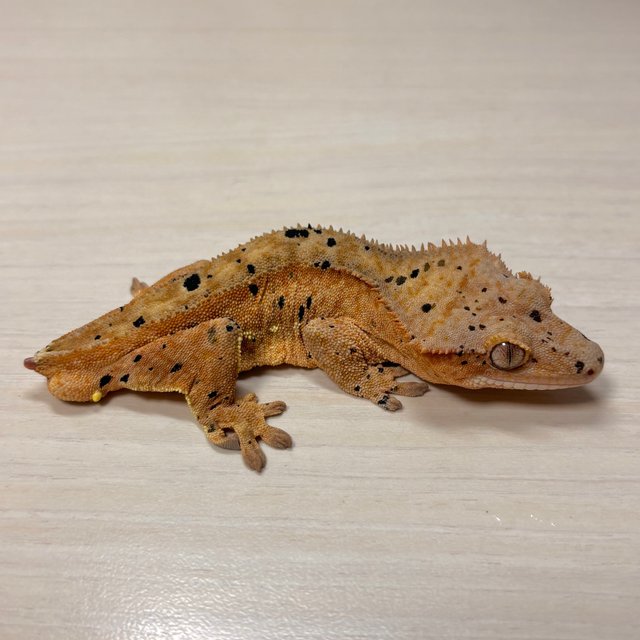 슈퍼달마시안 옐로우