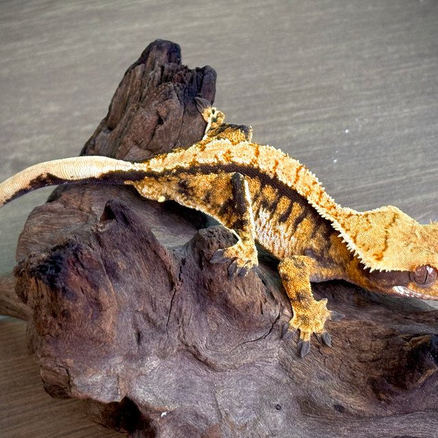 텐저린 트라이 익스트림할리퀸